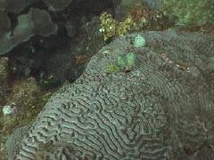 Christmas Tree Worms.jpg